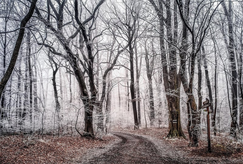 Enchanted Beings